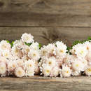 Белые хризантемы