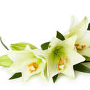 Белые лилии