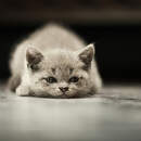 Изображение фотообоев