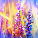 Дикие луговые цветы