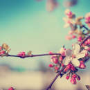 Фотообои «Весенняя нежность цветущих ветвей»