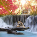Тигры у водопада - обои на стену