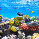 Изображение фотообоев