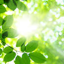 Изображение фотообоев