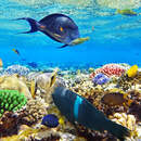 Изображение фотообоев