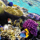 Изображение фотообоев