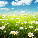 Изображение фотообоев