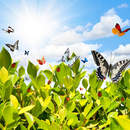 Изображение фотообоев