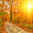 Дорога в осеннем лесу