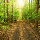 Изображение фотообоев