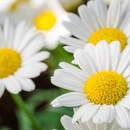 Обои для стен: "Три ромашки крупным планом"