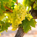 Фотообои "Виноградные гроздья"