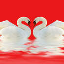 Фотообои на стену с лебедями