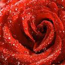 Обои на стену с красной розой и каплями росы