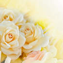 Обои на стену с кремовыми розами