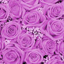 Обои на стену с букетом роз