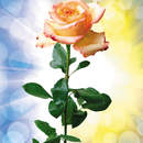 Обои на стену с цветком розы