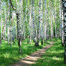 Тропинка в березовой роще