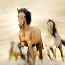 Обои с лошадьми