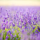 Лаванда (поле)