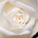 Белая роза с каплями воды