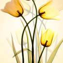 Красивые желтые тюльпаны