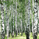 Березовая роща (узкие обои)