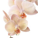 Нежные орхидеи на белом фоне