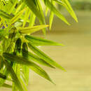 Зеленые листья бамбука