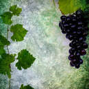 Виноград в ретро стиле (обои для кухни)